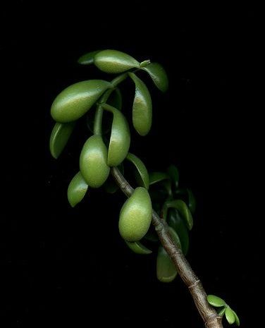 Crassula ovata : the famous plant that attracts money