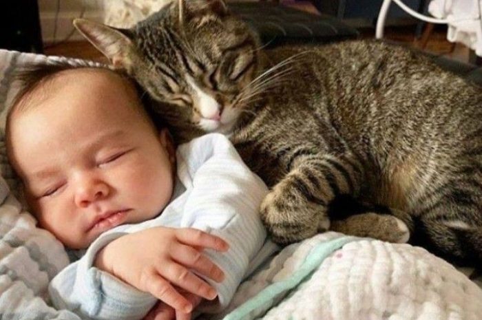 [Wow] Cats caring about human babies